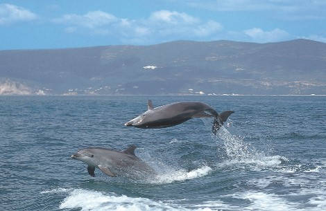 В прибрежных водах Сетубала гостят дельфины
